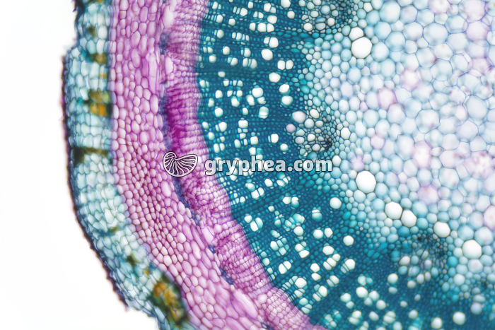 Tige de Sureau âgée - structure secondaire jeune CT x25 - gryphea.org